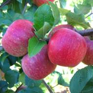 Саженец Яблоня Фуджи в контейнере